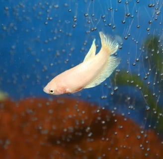 Peixe betta fêmea