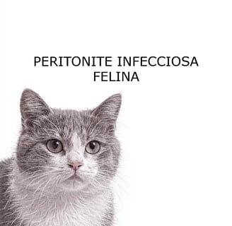 PIF