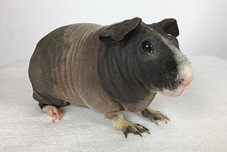 Porquinho-da-Índia Skinny