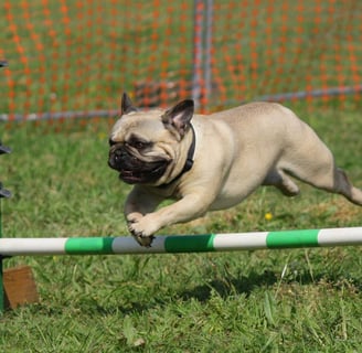 Raça Pug