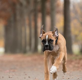 boxer