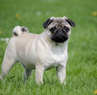 pug