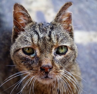 rinotraqueite felina