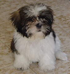 Shih Tzu