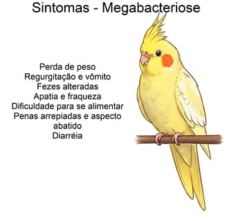 sintomas megabacteriose