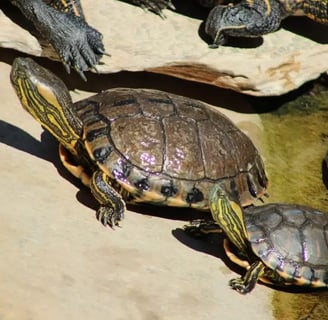 tartaruga tigre dagua
