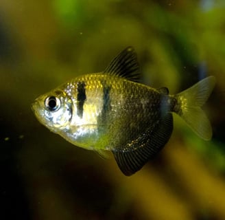 tetra negro
