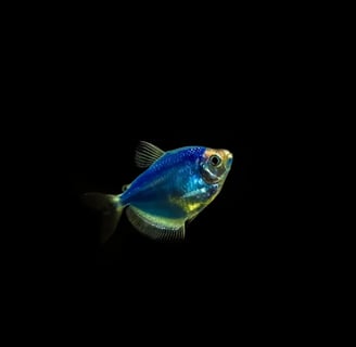 peixe transgenico
