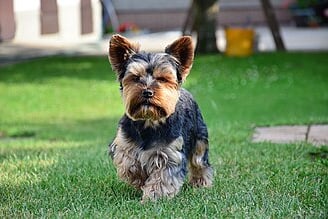 yorkshire_terrier