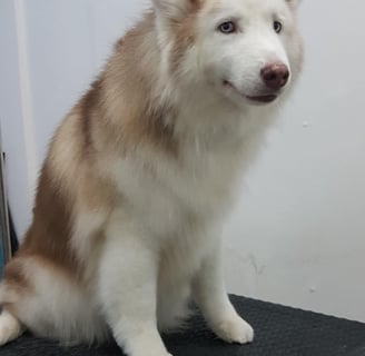 a dog sitting on a table with a hair dryer