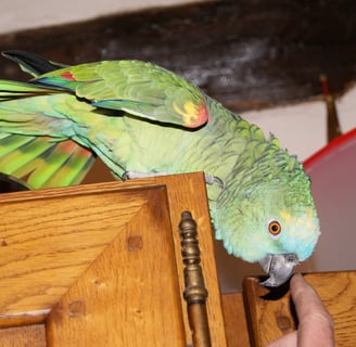 Mon perroquet amazone à front bleu 25 ans a disparu le 31 mars 2025