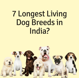 Longest living dog breeds in India poster