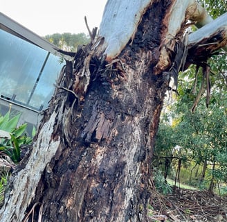 Eucalyptus tree with borer insect damage