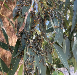 Insects on Eucalyptus leaves