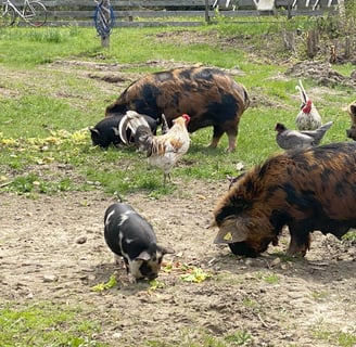 sows, piglets, chickens, and roosters all sharing in fresh produce