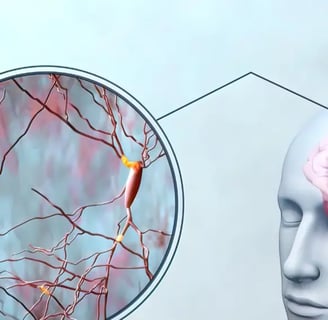 A deep enlargement of synapsises in the human brain
