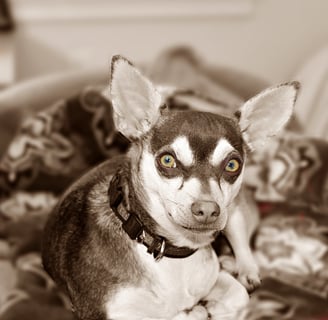 Chihuahua Rescue Dog tan and white- Sepia with color eyes