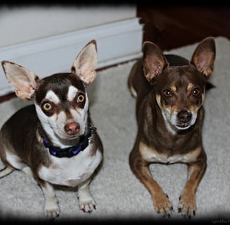 two Chihuahua Rescue Dog tan and white