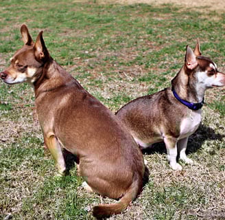 Chihuahua Rescue Dogs tan and white sitting with each other