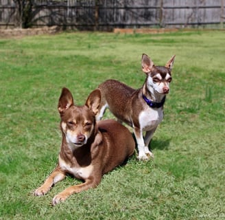 Chihuahua Rescue Dogs tan and white in backyard
