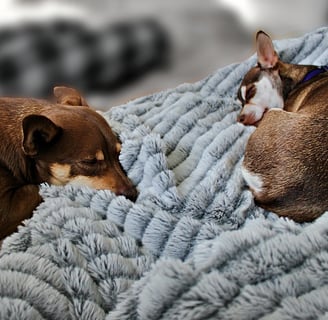 Chihuahua Rescue Dogs tan and white comfy blanket sleeping