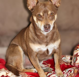 Chihuahua Rescue Dog tan and white blanket