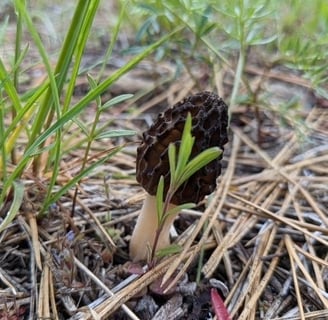 Morel mushroom in grass and duff