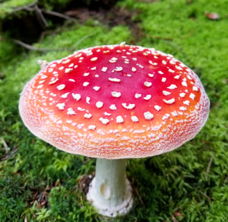 Amanita Muscaria