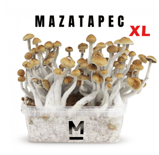 Mazatapec Mushrooms