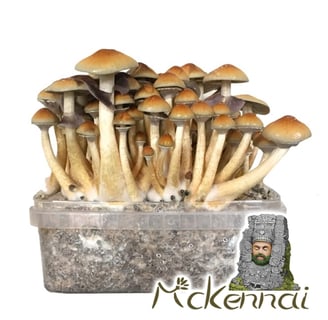 Mckennai Mushrooms