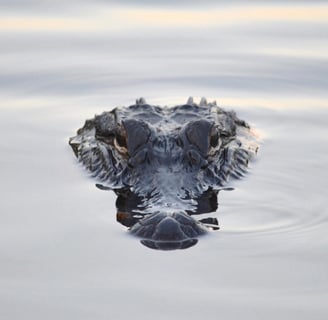 Top of the lakeshore food chain