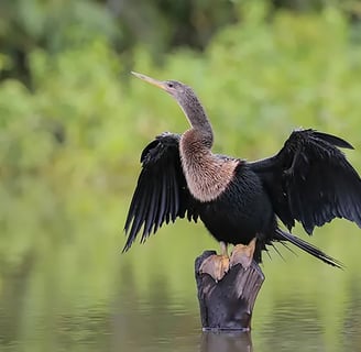 Florida's Anhinga
