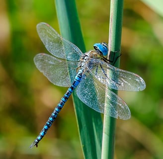 Dragonfly