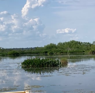 A view from on the lake