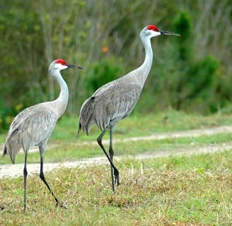 Our beloved Sandhill Cranes
