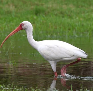 Florida Ibis