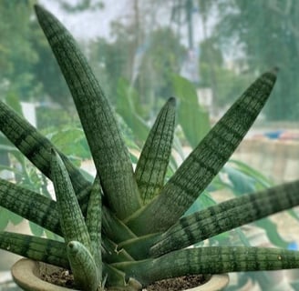 a potted Sansevieria plant in a pot