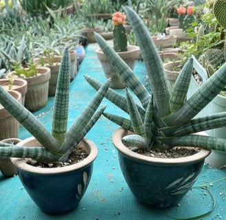 a variety of Sansevieria plants in pots on a table