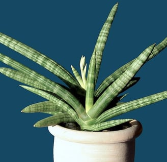 Two Sansevierias potted plant in a white vase