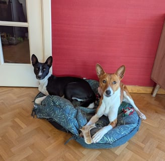 Dog sitting Brussels