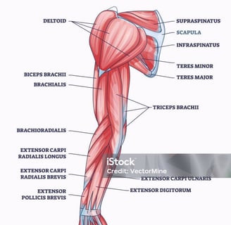 forearm muscles illustration