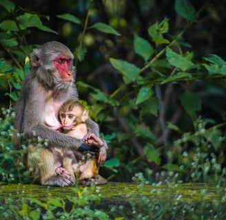two monkeys in the south carolina island