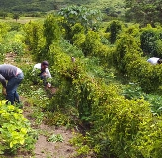investigacion-alfredo-tapia-montes-de-maria