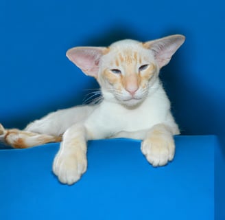 Niterap Simply-Red - Red Tabby Point Siamese Boy
