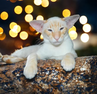 Niterap Simply-Red our handsome Red Tabby Point Siamese boy