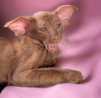 Metexa Khaos - Our stylish Oriental Cinnamon Female