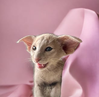 Metexa Oriental kittens