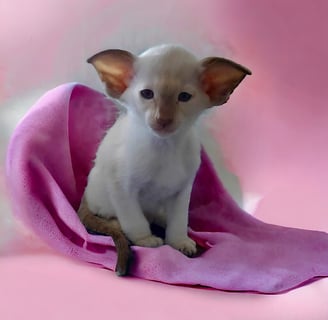 Metexa Siamese kittens