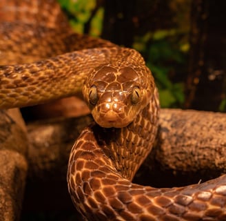 serpiente post surya reiki costa del sol