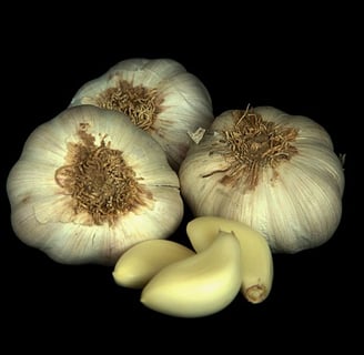 garlic bulbs and cloves in dark background